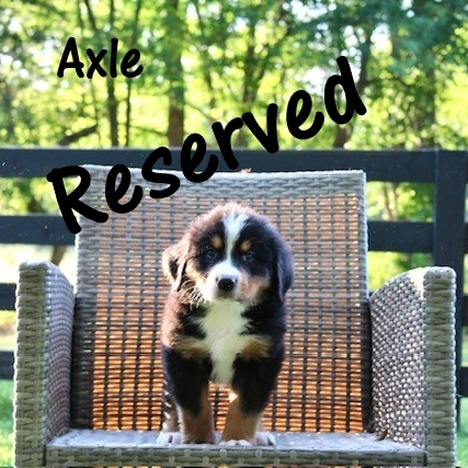 Axle-7wk