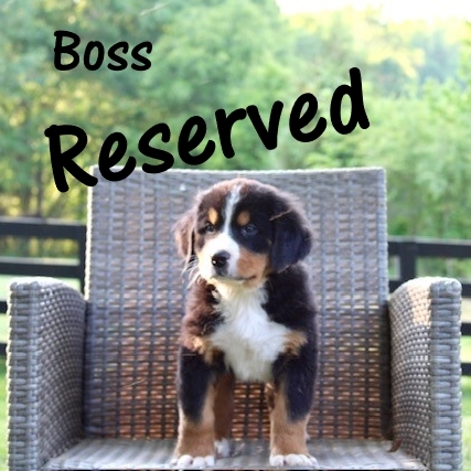 Boss-7wk