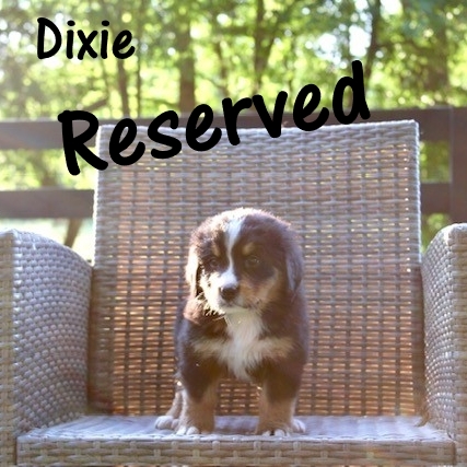 Dixie-7wk