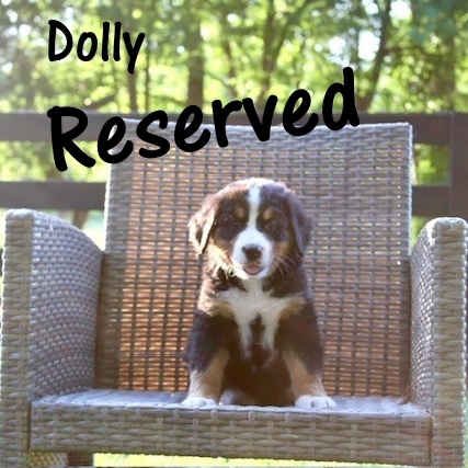 Dolly-7wk