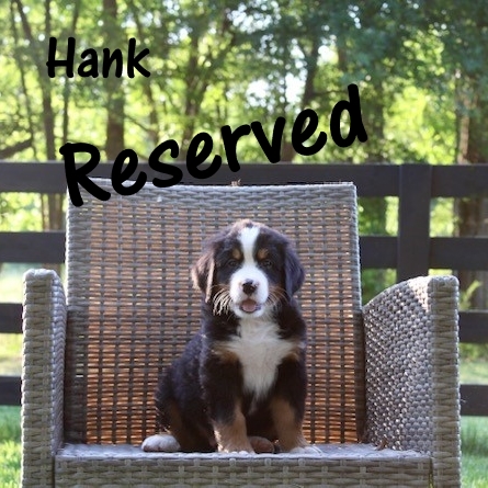 Hank-7wk