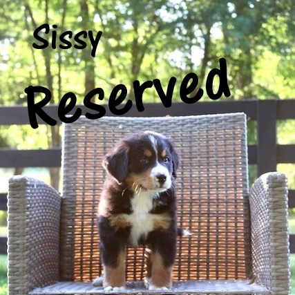 Sissy-7wk