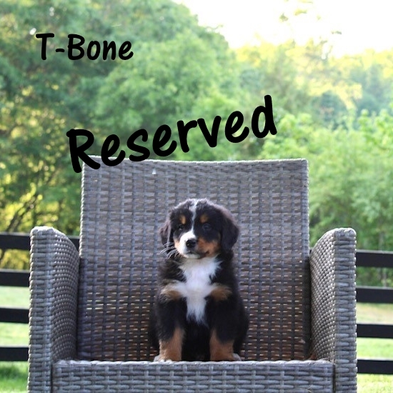 T-Bone-7wk