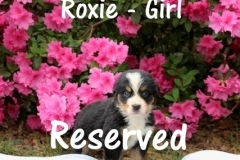 1_Roxie-4wk
