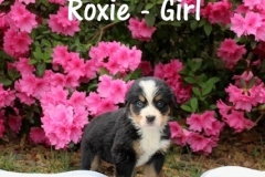 Roxie-4wk