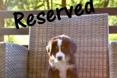Roxie-7wk