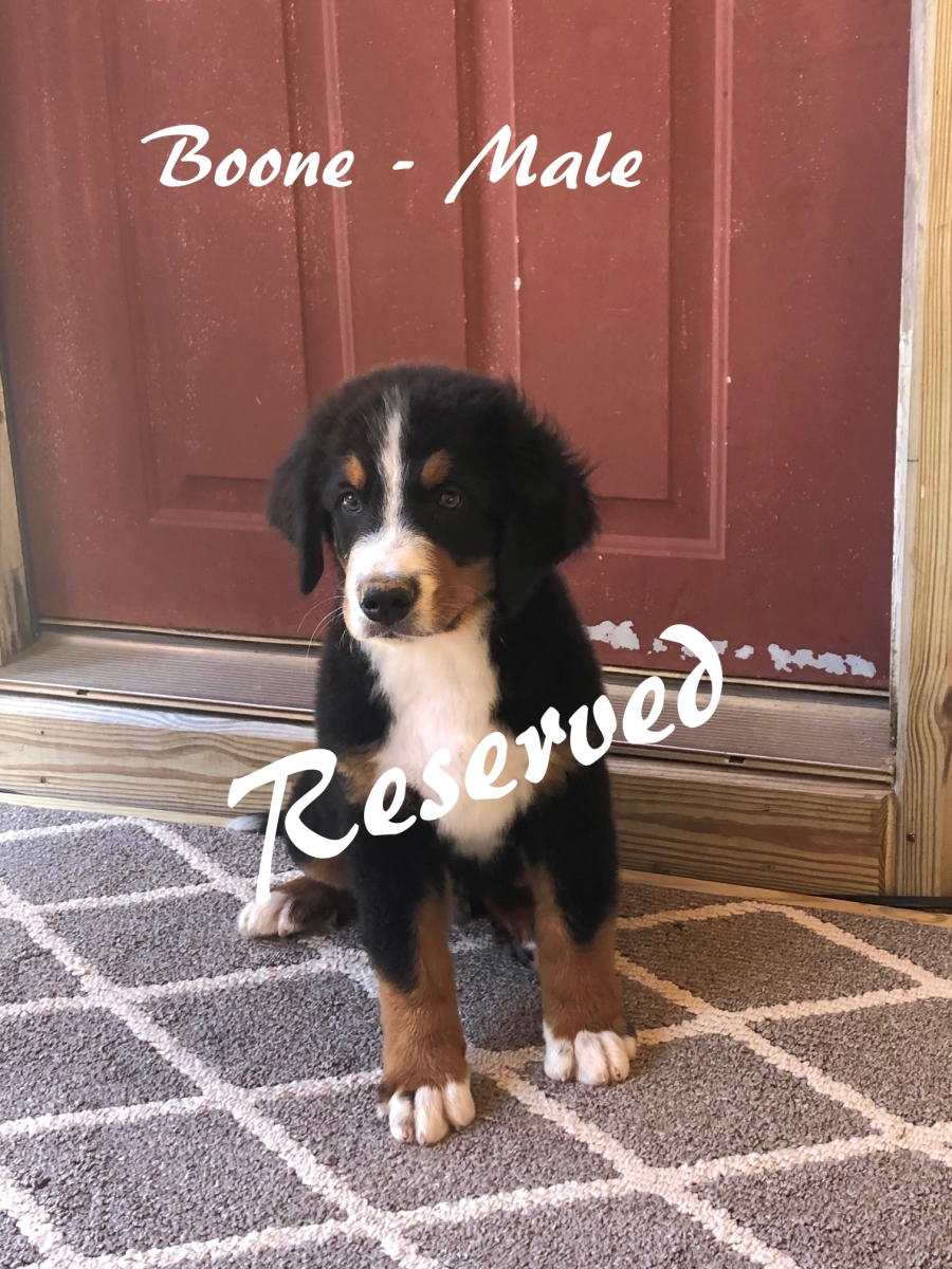 1_Boone-12wks-2