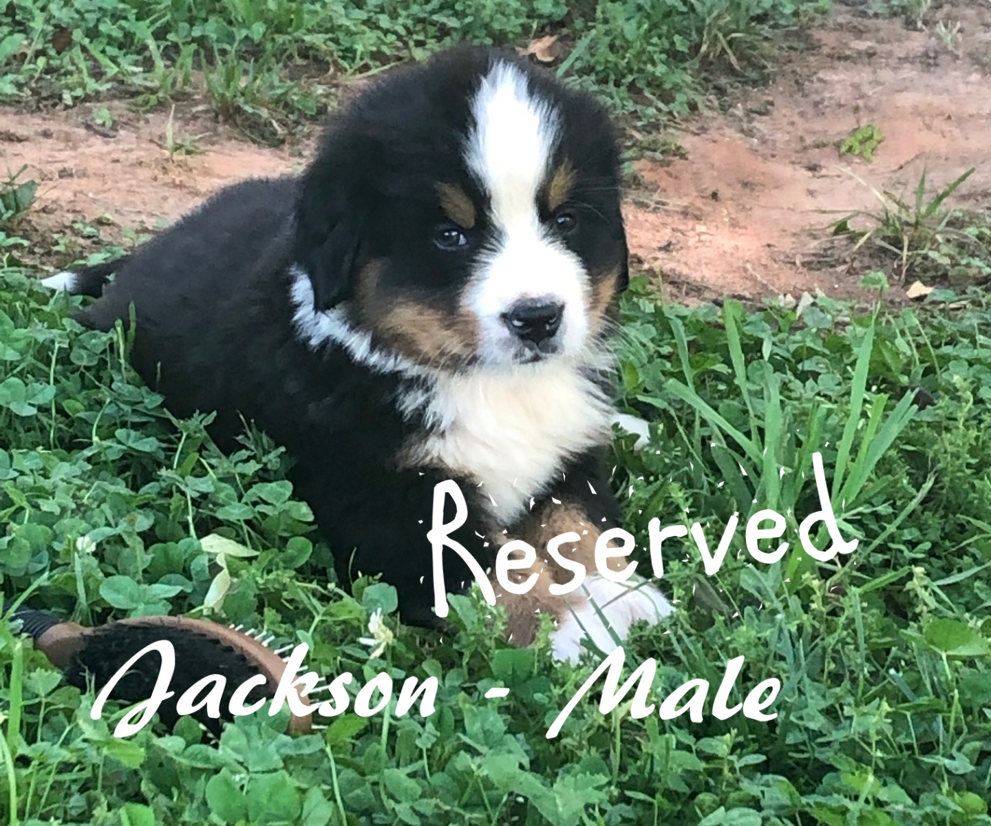 1_Jackson-6wks