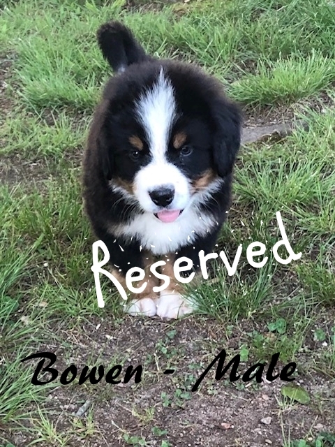 Bowen-1-7wks-res