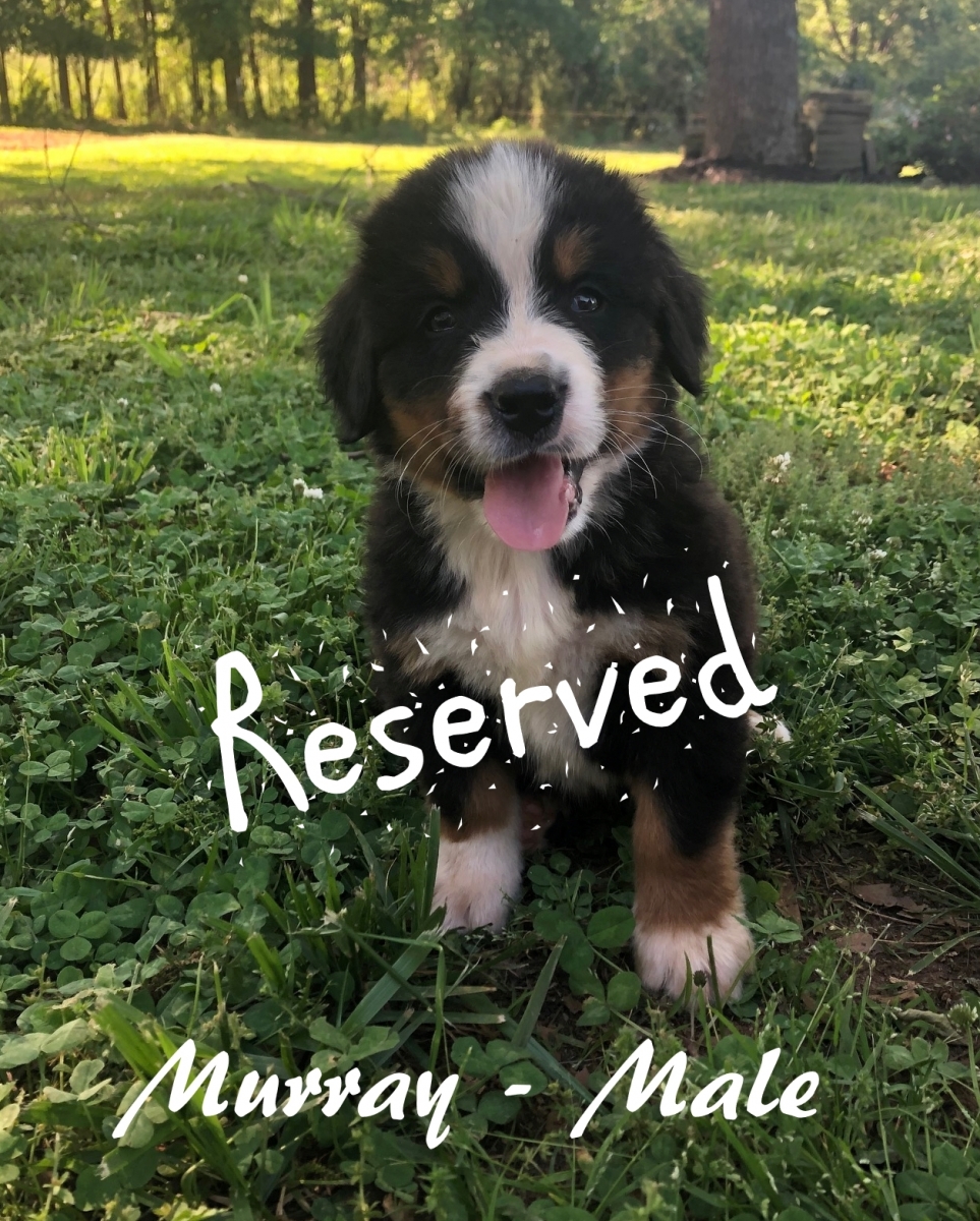 Murray-6wks-res