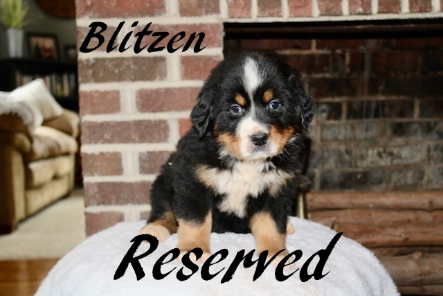 Blitzen-Male-5wks