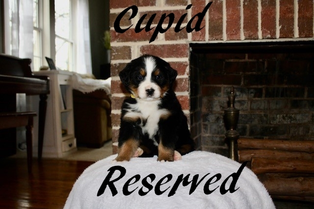 Cupid-Female-5wks