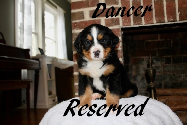 Dancer-Female-5wks