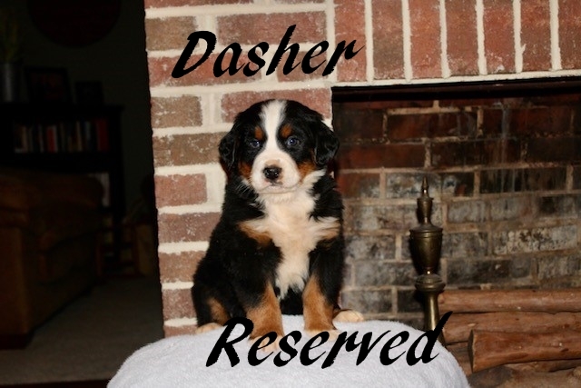 Dasher-Male-5wks