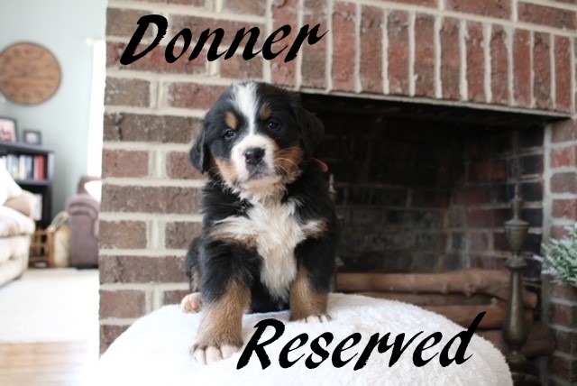 Donner-Female-5wks