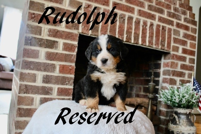 Rudolph-Male-5wks