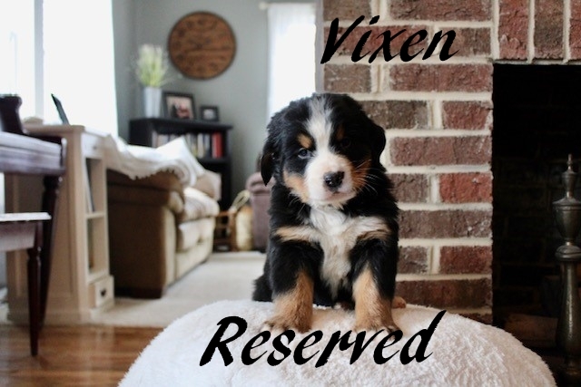 Vixen-Male-5wks