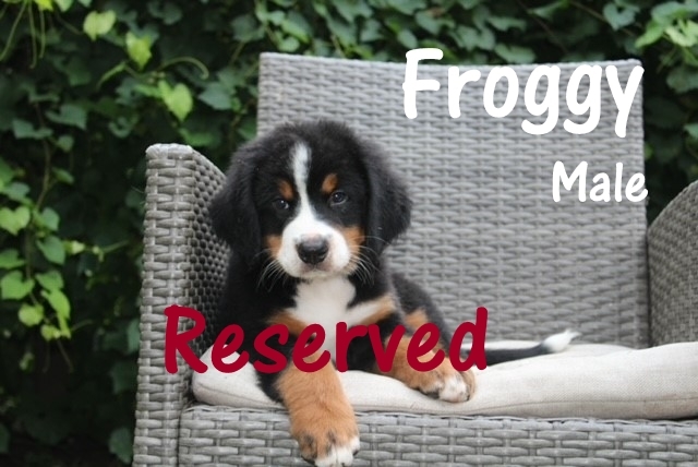 2_Froggy-8weeks