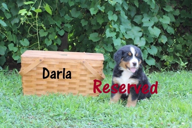 Darla-6wks-res
