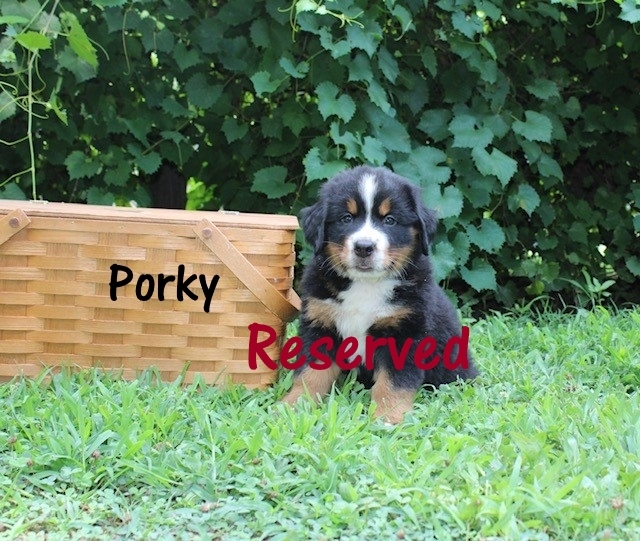 Porky-6wks-res