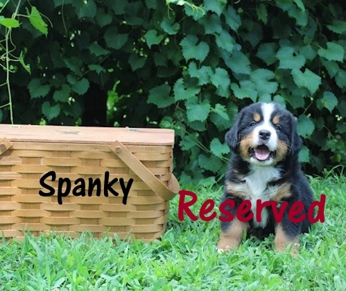 Spanky-6weeks-res