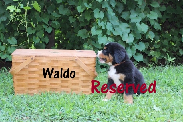 Waldo-6wks-res
