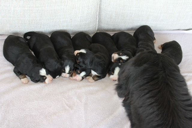mom-and-litter