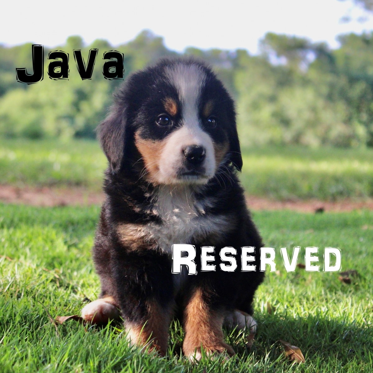 Java-4