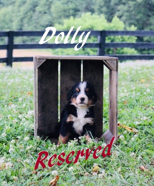 1_F-Dolly-5wks