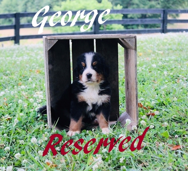 1_George-5wks