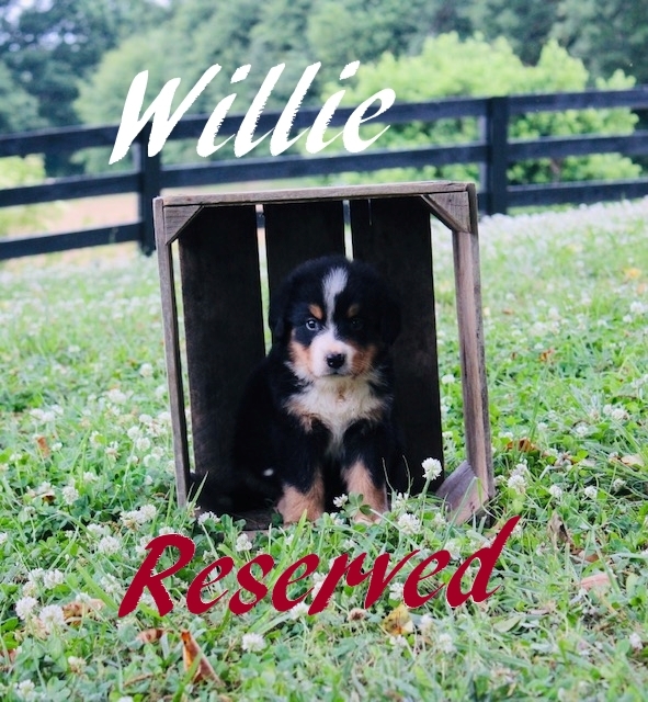 1_Willie-5-wks