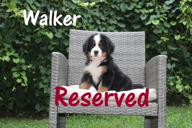 1_Walker-7wks