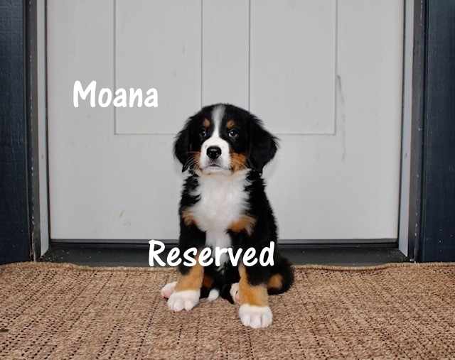 1_Moana-7weeks