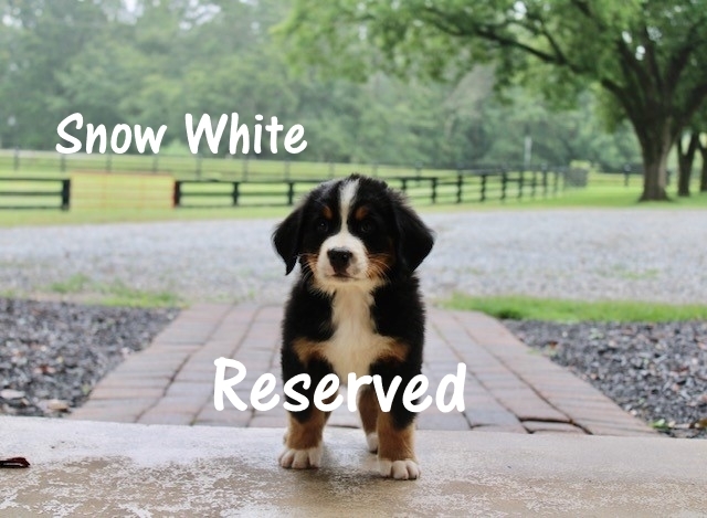 1_Snow-White-7weeks