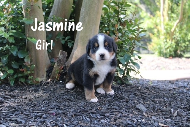 Jasmine-4weeks