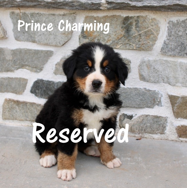 Prince-Charming-6w