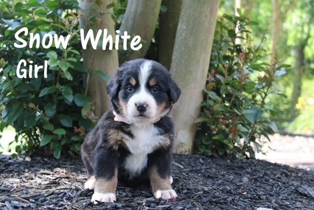 Snow-White-4-weeks