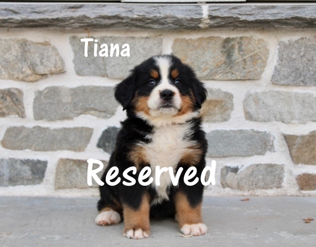 Tiana-6w