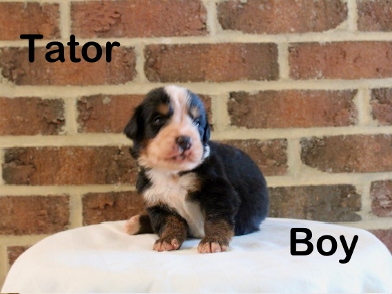 Potato-3-wks-Boy