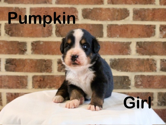 Pumpkin-3-wks-Girl