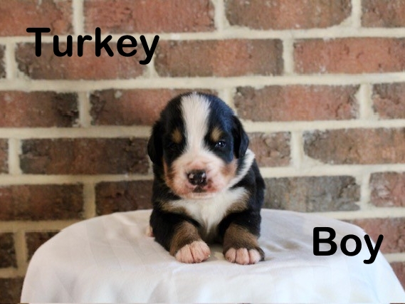 Turkey-3wks-Boy