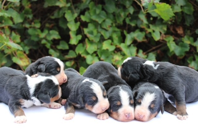 pup