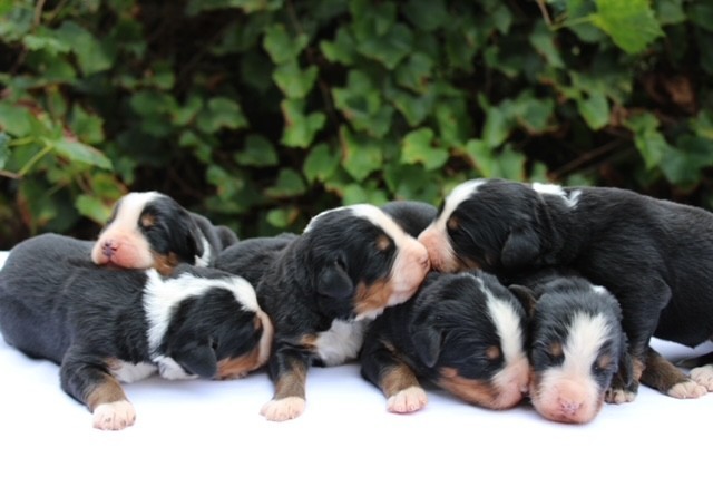 pups