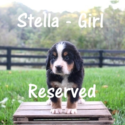 1_Stella-Girl-5