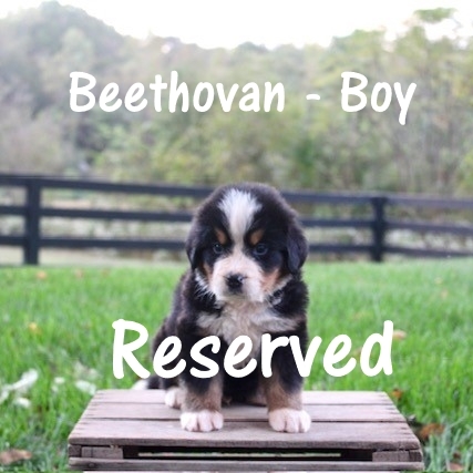 Beethoven-Boy-5