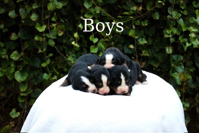 Boys