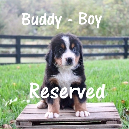 Buddy-5