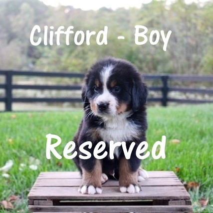 Clifford-Boy-5