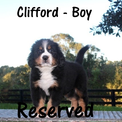 Clifford-Boy-6