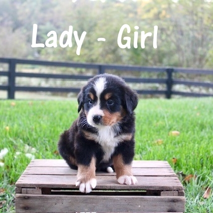 Lady-Girl-5wk